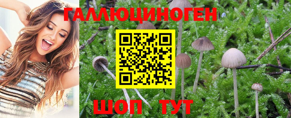 Псилоцибиновые грибы MAGIC MUSHROOMS  Вход с VPN  Тихвин 